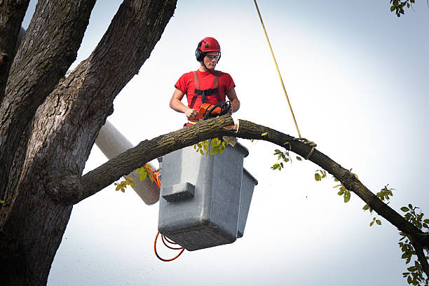 The Steps Involved in Our Tree Care Process in North Decatur, GA